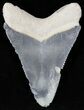 Light Bluish Gray  Bone Valley Megalodon Tooth #22176-1